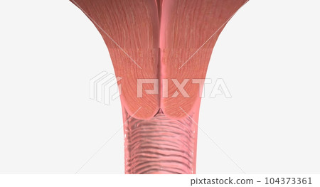 Uterus, Vagina Coronal Cross Section 104373361