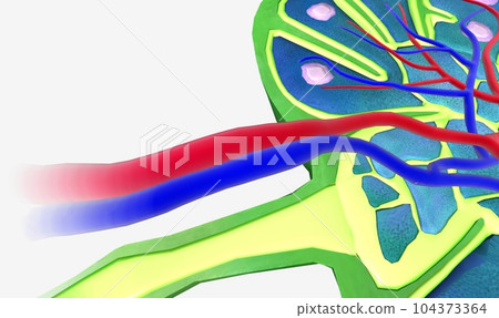 The Lymph Node Cross Section 104373364