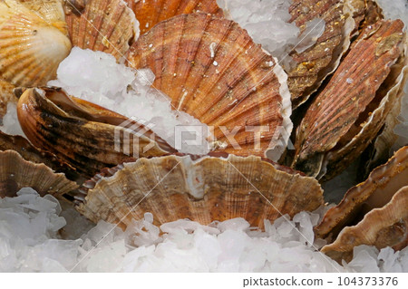 Stack of scallops on ice Stack of scallops on ice 104373376