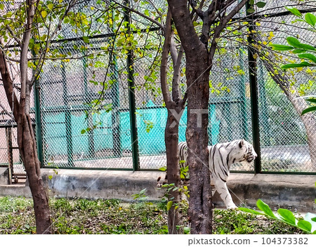 white tiger with cage in zoo in lucknow white tiger with cage in zoo in lucknow 104373382