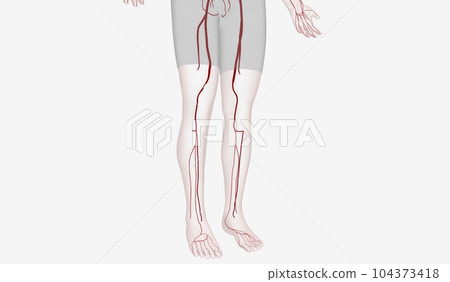 The Lower Extremity Arteries 3D 104373418
