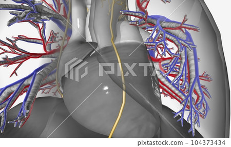 The respiratory system is innervated by the autonomic nervous sy The respiratory system is innervated by the autonomic nervous sy 104373434