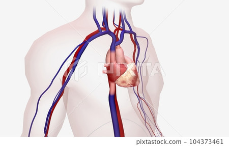 Restoration of Regular Heart Rhythm Restoration of Regular Heart Rhythm 104373461