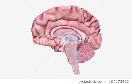 Progression of Multiple Sclerosis Sagittal View Progression of Multiple Sclerosis Sagittal View 104373462