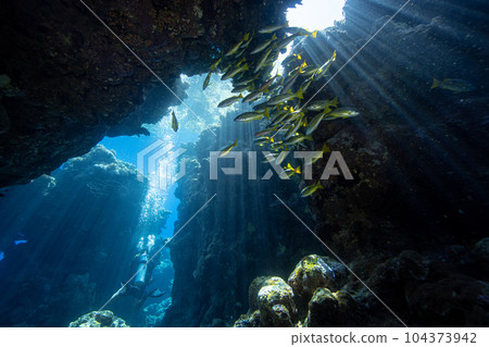 Diver exploring the coral reefs and cave in Egypt. Diver exploring the coral reefs and cave in Egypt. 104373942