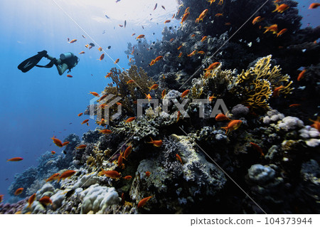 Diver exploring the coral reefs in Egypt. 104373944