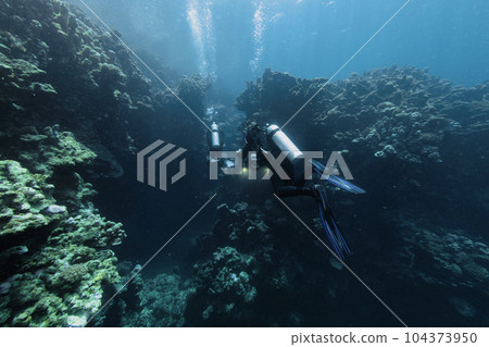 Divers exploring the coral reefs in Egypt. Divers exploring the coral reefs in Egypt. 104373950