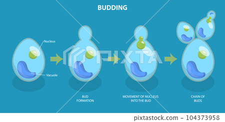 3D Isometric Flat Vector Conceptual Illustration of Budding Process 104373958