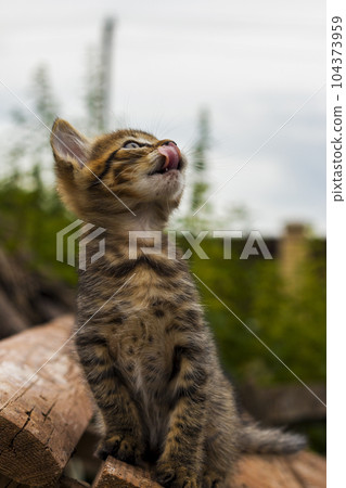Kitten licks itself in nature 104373959
