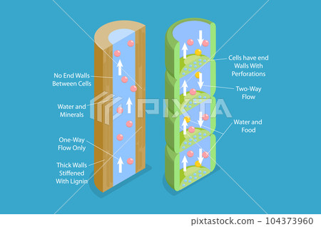 3D Isometric Flat Vector Conceptual Illustration of Xylem And Phloem Water 104373960