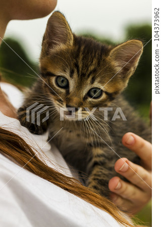 Human is holding a small kitten 104373962
