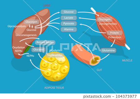 3D Isometric Flat Vector Conceptual Illustration of Gluconeogenesis Metabolic Pathway 104373977