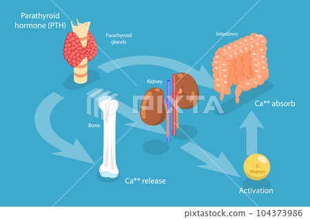 3D Isometric Flat Vector Conceptual Illustration of Parathyroid Hormone And Calcium Metabolism 104373986