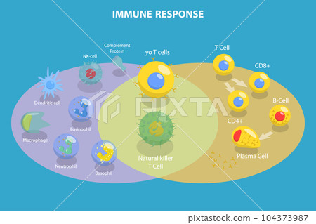 3D Isometric Flat Vector Conceptual Illustration of Immune Response 104373987