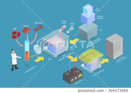 3D Isometric Flat Vector Conceptual Illustration of Western Blot 3D Isometric Flat Vector Conceptual Illustration of Western Blot 104373989