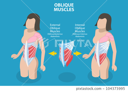 3D Isometric Flat Vector Conceptual Illustration of Internal Oblique Muscles 104373995
