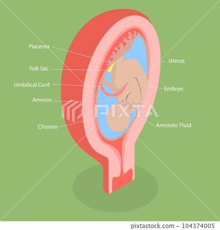 3D Isometric Flat Vector Conceptual Illustration of Placenta Anatomical Structure 3D Isometric Flat Vector Conceptual Illustration of Placenta Anatomical Structure 104374005