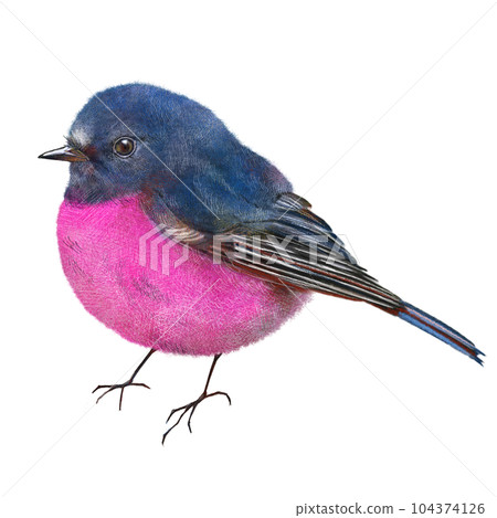 ピンクロビン The Pink Robin is the only species of robin in the world