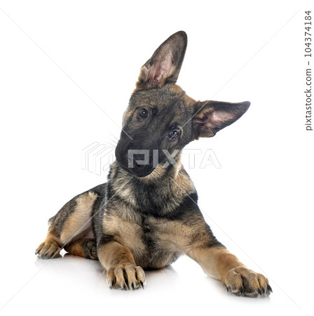 young german shepherd young german shepherd 104374184