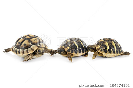 tortoises in studio tortoises in studio 104374191