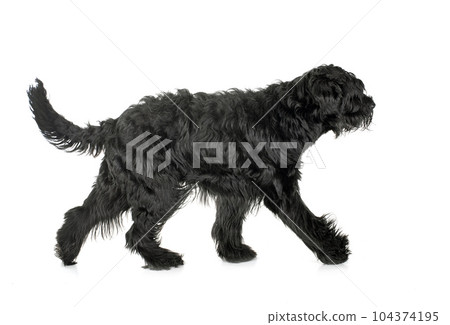 Giant Schnauzer in studio Giant Schnauzer in studio 104374195