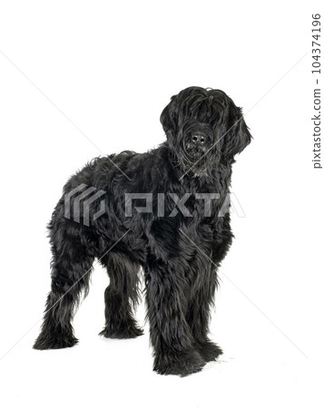 Giant Schnauzer in studio 104374196