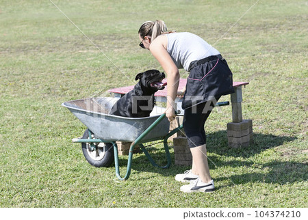 staffordshire bull terrier training for obedience staffordshire bull terrier training for obedience 104374210