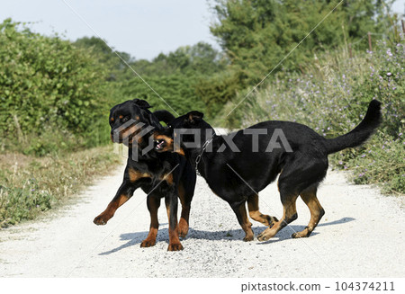 beauceron and rottweiler 104374211