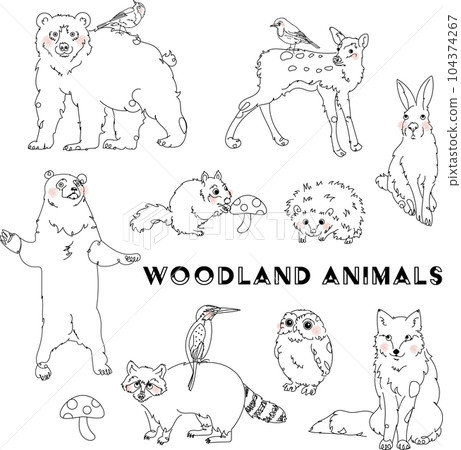 Forest animals line drawing - Stock Illustration [104374267] - PIXTA