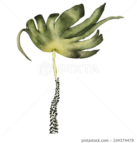 Seaweed kelp on a white background. Watercolor illustration. High quality Seaweed kelp on a white background. Watercolor illustration. High quality 104374479