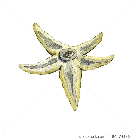 Beautiful yellow starfish. Watercolor illustration. High quality Beautiful yellow starfish. Watercolor illustration. High quality 104374480