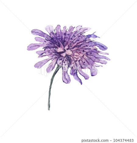 Beautiful watercolor illustration of korostavnik flower. High quality 104374483