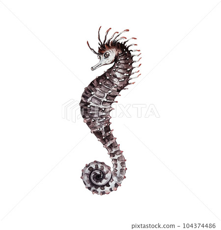 Cute seahorse on a white background. Watercolor illustration. High quality 104374486