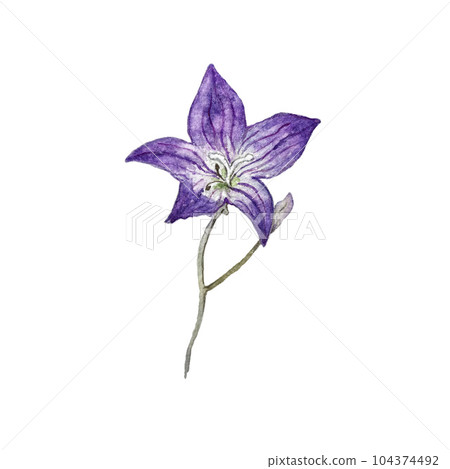 Beautiful watercolor illustration of bluebell flower. High quality 104374492