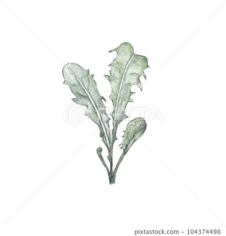 Watercolor illustration of dandelion leaves. High quality 104374498