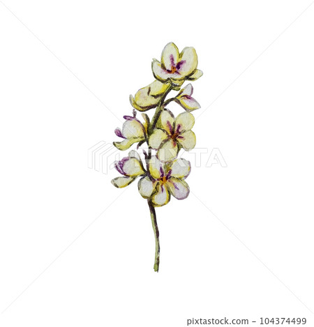 Beautiful watercolor illustration of mullein. High quality 104374499