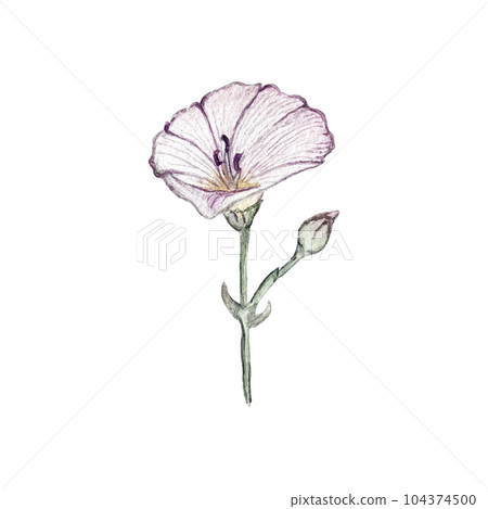 Beautiful watercolor illustration of bindweed. High quality 104374500