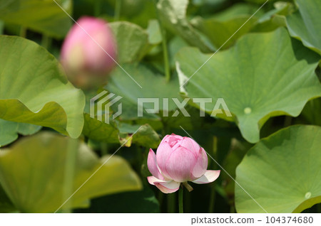Lotus Futami Shobu Romantic Forest Lotus Futami Shobu Romantic Forest 104374680
