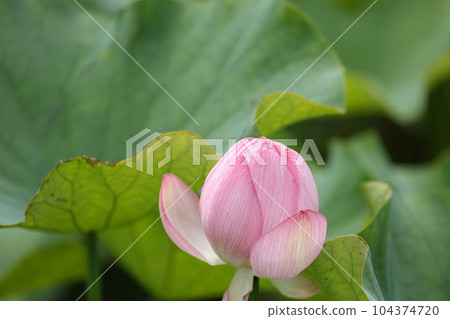 蓮花二見菖蒲浪漫森林 蓮花二見菖蒲浪漫森林 104374720