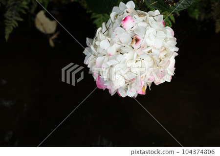 Hydrangea Ise Futami Shobu Romantic Forest Hydrangea Ise Futami Shobu Romantic Forest 104374806