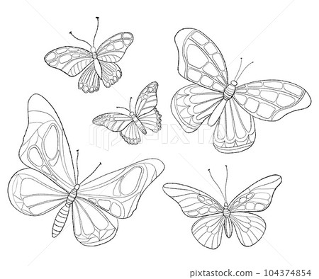 Collection beautiful butterflies. Linear hand drawing of flying insect. Vector illustration. Isolated outline elements for design, coloring, decor. Collection beautiful butterflies. Linear hand drawing of flying insect. Vector illustration. Isolated outline elements for design, coloring, decor. 104374854