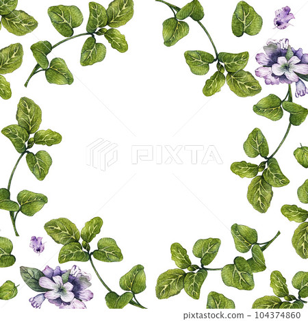 Frame of leaves and branches of oregano. High quality watercolor illustration Frame of leaves and branches of oregano. High quality watercolor illustration 104374860