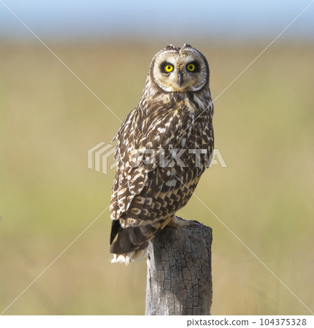 Short eared Owl, perched on a fence, Patagonia, Argentina. 104375328
