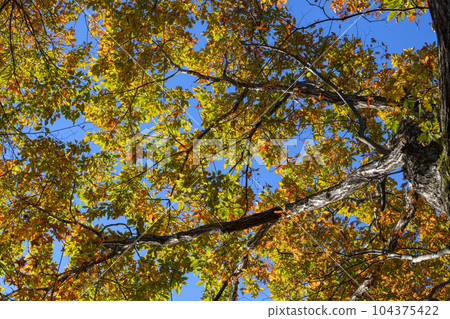 Autumn leaves of Quercus serrata on Mt. Gable Autumn leaves of Quercus serrata on Mt. Gable 104375422