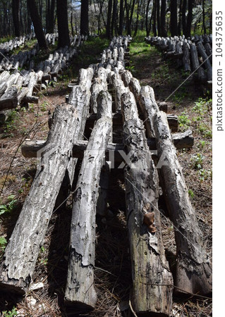 Mushroom log cultivation Mushroom log cultivation 104375635