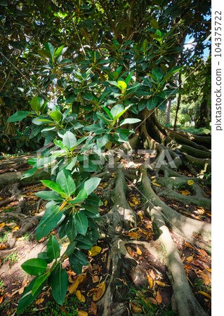 Exotic tree Ficus macrophylla Australian banyan fig tree trunk and buttress roots close up 104375722