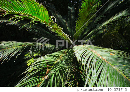 Fern palm sago palm Cycas revoluta leaves close up shot in sun. Cycas or cycad palm leaves green pattern, abstract topical background. Japanese Sago palm Cycas revoluta gymnosperm plant 104375743