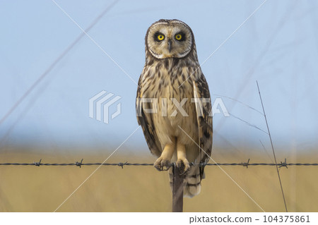 Short eared Owl, perched on a fence, Patagonia, Argentina. 104375861