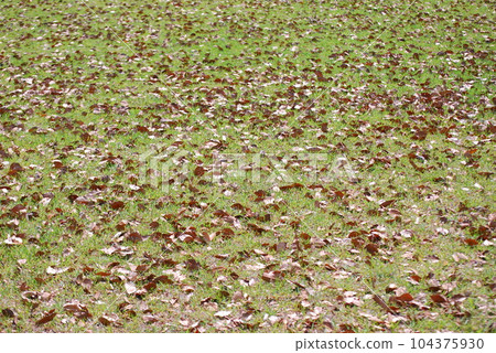 Fallen leaves 104375930