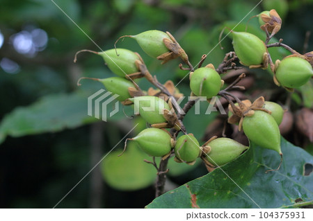 Tung nuts Tung nuts 104375931